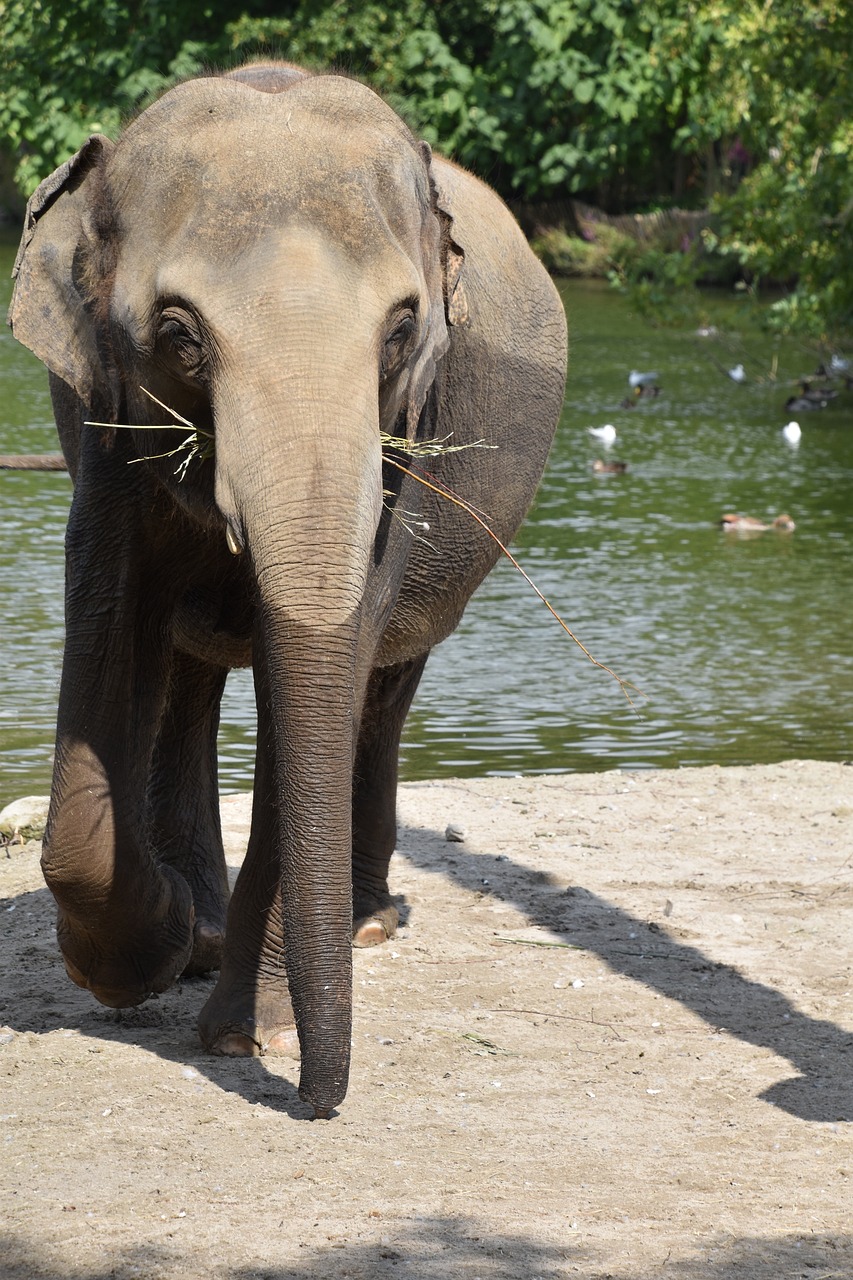 elephant, bath, river