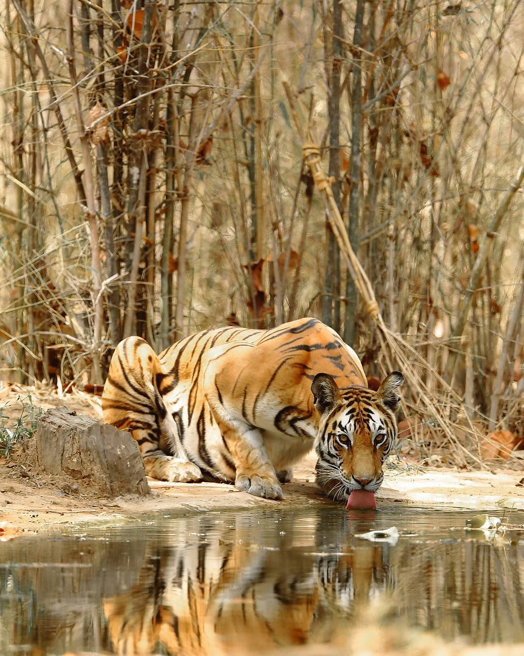 tiger, cat, mammal