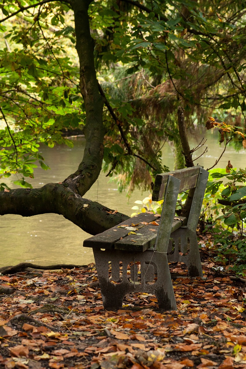 park, bench, river