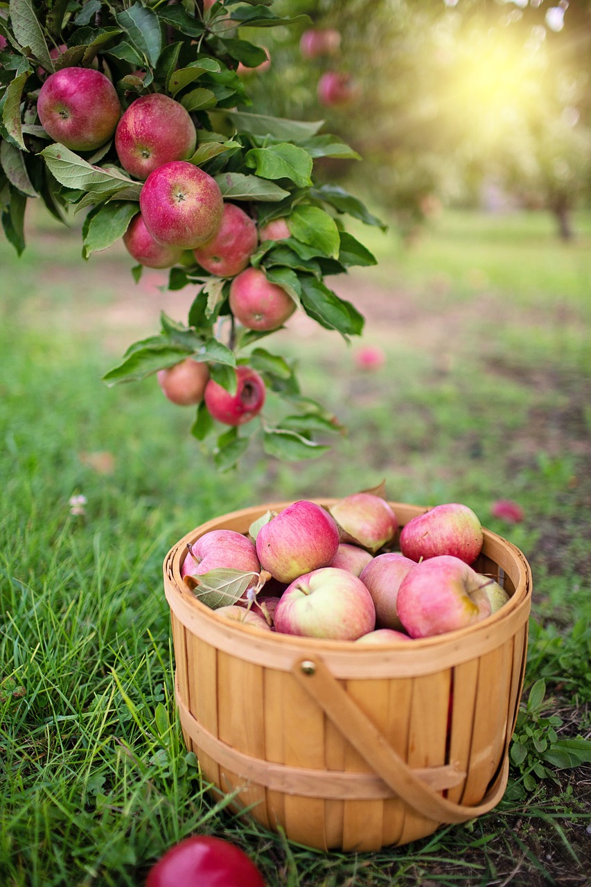 Apple Health Benefits: Improve Your Nutrition and Health with This Superfruit