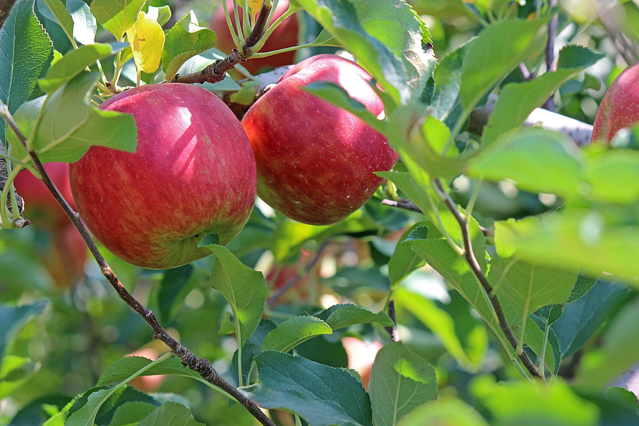 Apple Health Benefits