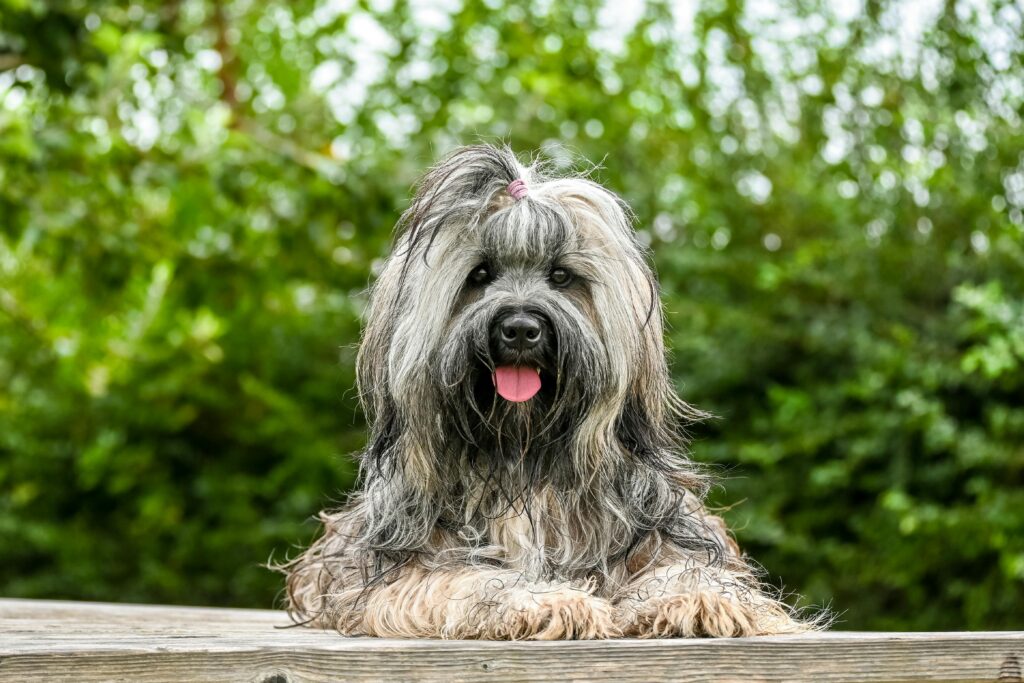 Adorable Tibetan Terrier with long fur and a playful expression lounging on a wooden surface outdoors.