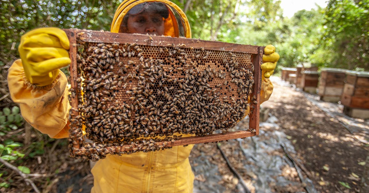 10 Secret to Successful Bee Farming