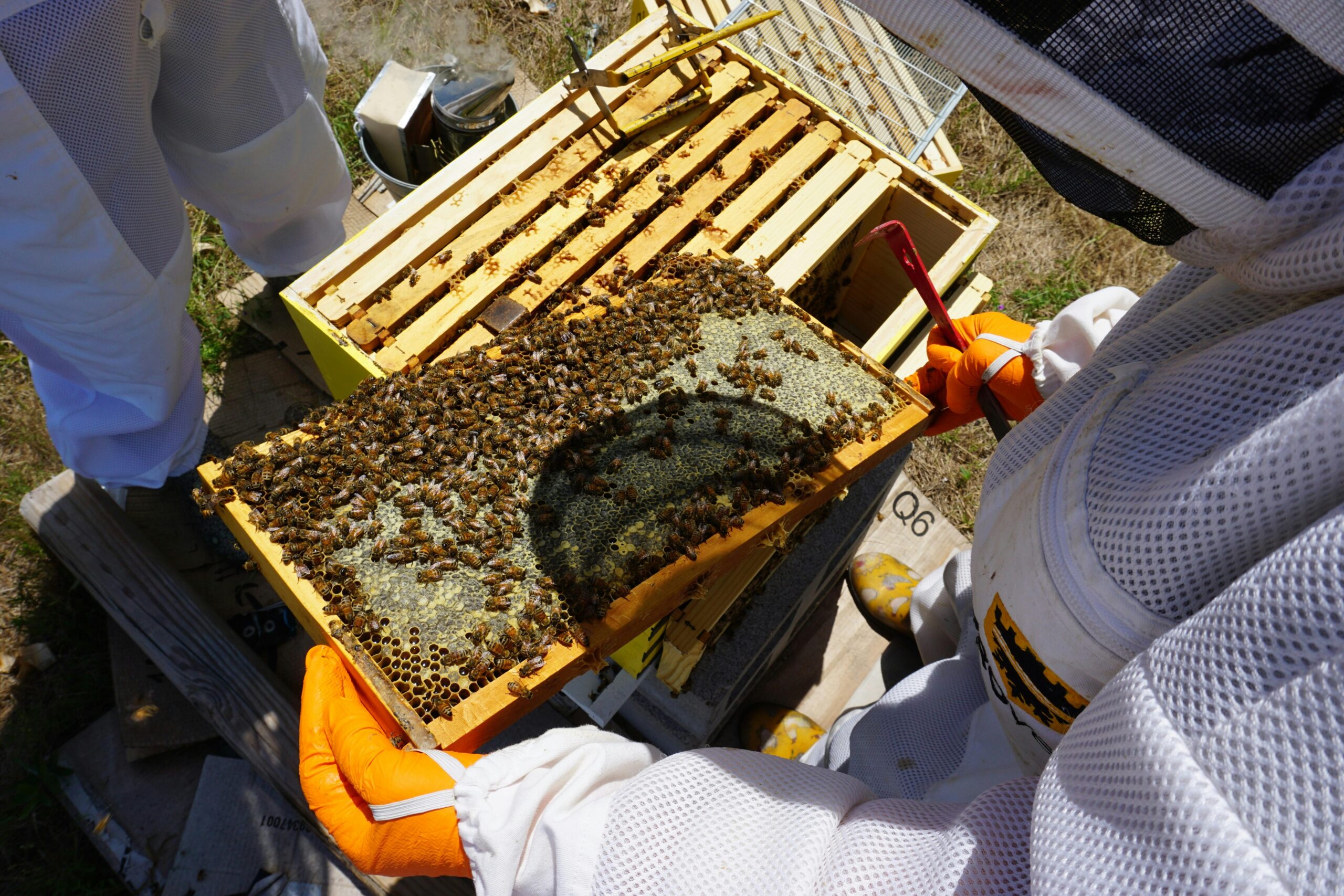 The 10 Secret to Successful Bee Farming